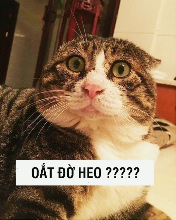 Ảnh mèo meme với đôi mắt mở to thể hiện sự ngạc nhiên