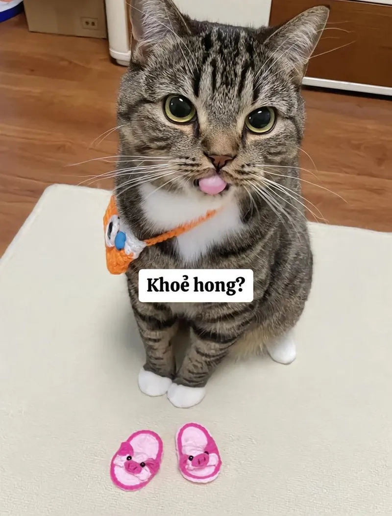 Lầy lội cực mạnh với hình meme hài mèo cực hot