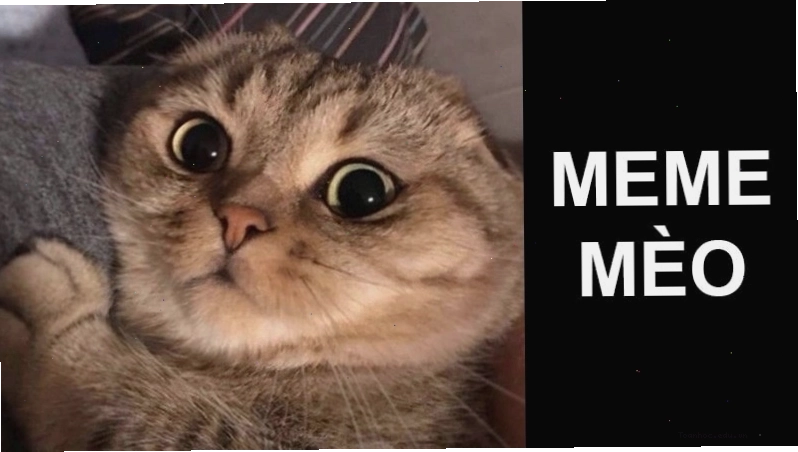 Meme mèo cười đểu với ánh nhìn thách thức