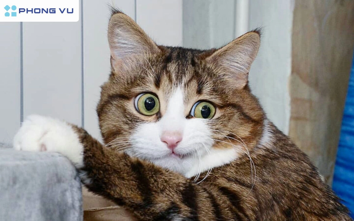 Meme Mèo Like: Khoảnh Khắc Dễ Thương Tạo Nên Xu Hướng Biểu Cảm 2026